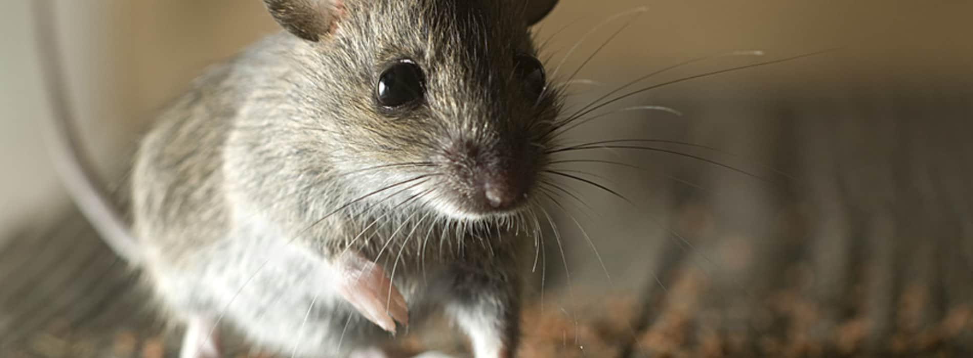 Niagara Frontier Exterminating Rodent Exterminator In Niagara Falls NY